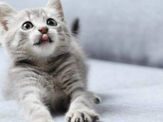 kupujemo-izotop-midi-cu-63-cu-65-u-ampulax-dorogo-ta-postiino