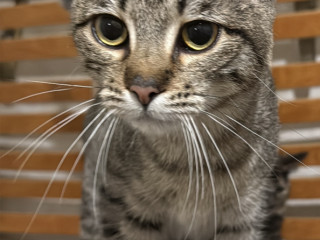 kosenia-divcinka-v-xorosi-ruki