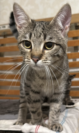 kosenia-divcinka-v-xorosi-ruki-big-0