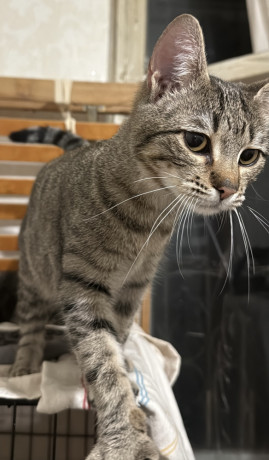 kosenia-divcinka-v-xorosi-ruki-big-1