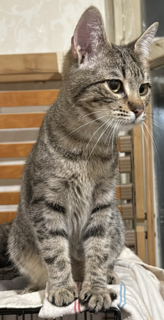 kosenia-divcinka-v-xorosi-ruki-big-3